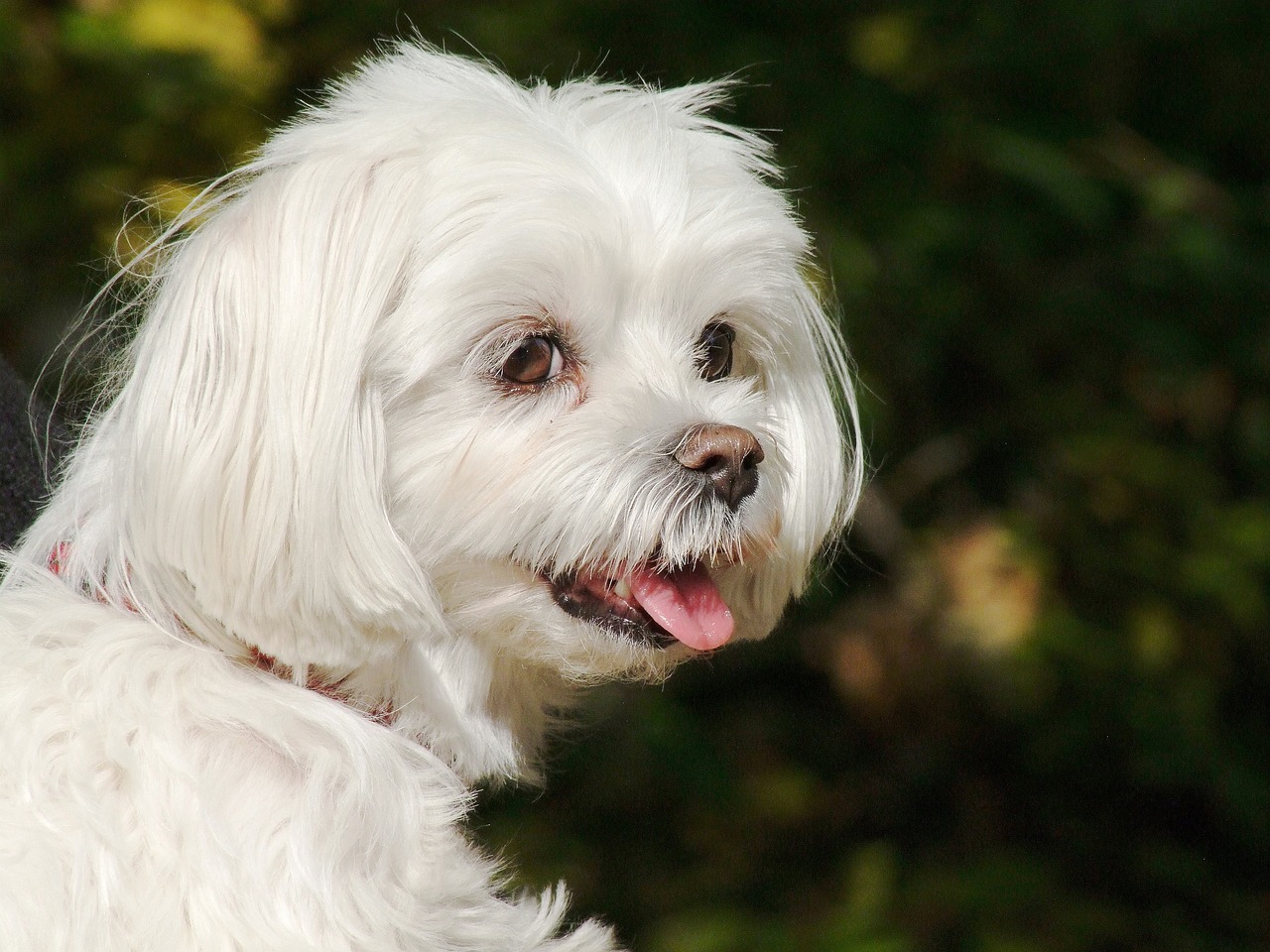 https://d.ibtimes.com/en/full/4514654/hairy-dog.jpg