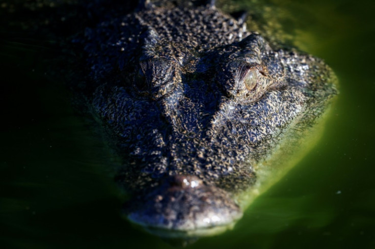 A crocodile swims in a lagoon at Crocodylus Park located on the outskirts of the Northern Territory city of Darwin