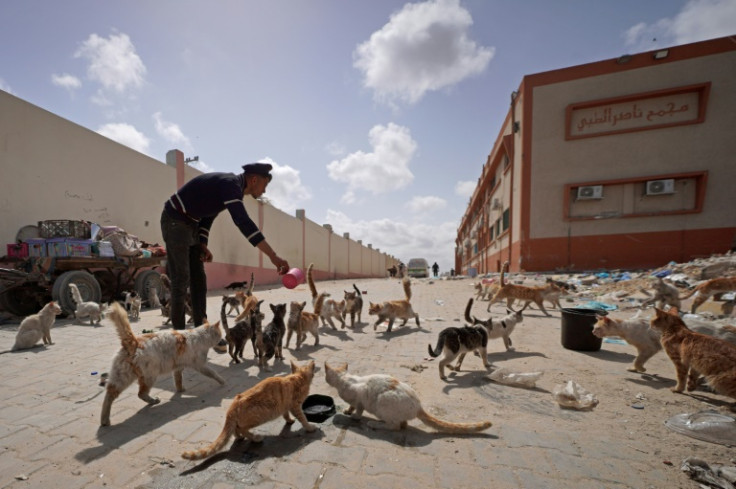 A Palestinian man feeds cats inside the compound of Nasser Hospital in Khan Yunis