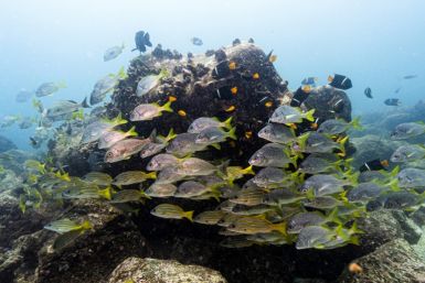 Fish swim at the North Seymour Island dive site in Ecuador's Galapagos archipelago, a diverse marine area that Greenpeace hopes will be further protected from the hazards of industrial fishing