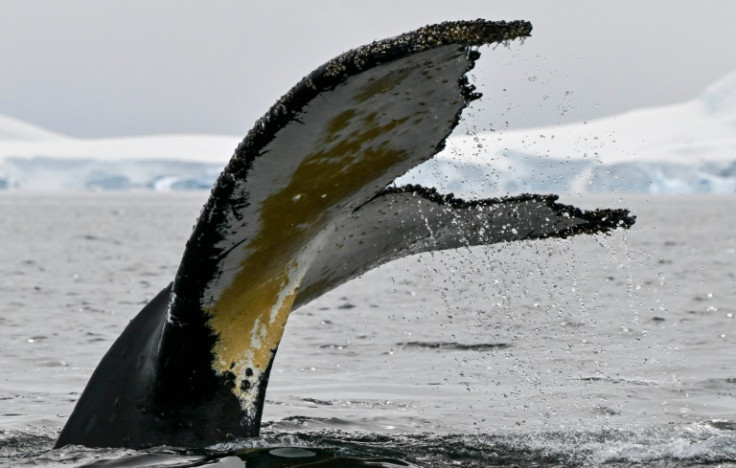 Photo identification is common in the study of marine mammals, although the use of fluke identification is most used with humpbacks both because of their unique markings, and their habit of raising their tails out off the water while diving
