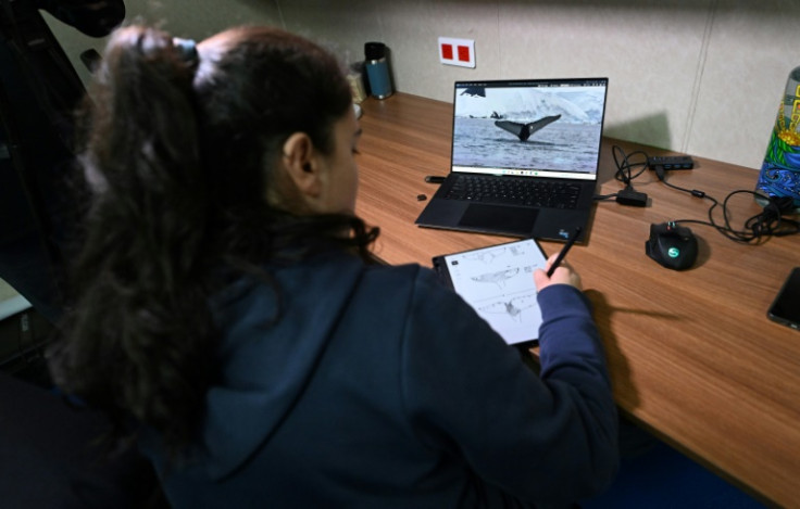 Using photographs, scientist Andrea Bonilla draws reproductions of the details of the tails of the enormous marine mammals, which can reach up to 18 meters (59 feet) long and weigh about 40 tons