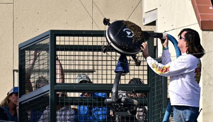 A beekeper works to clear bees that forced the suspension of a quarter-final match between Carlos Alcaraz and Alexander Zverev at the ATP-WTA Indian Wells Masters