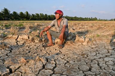 A farmer sits in a drought-stricken rice field in Vietnam's southern Ben Tre province, which is plagued by intruding salt water