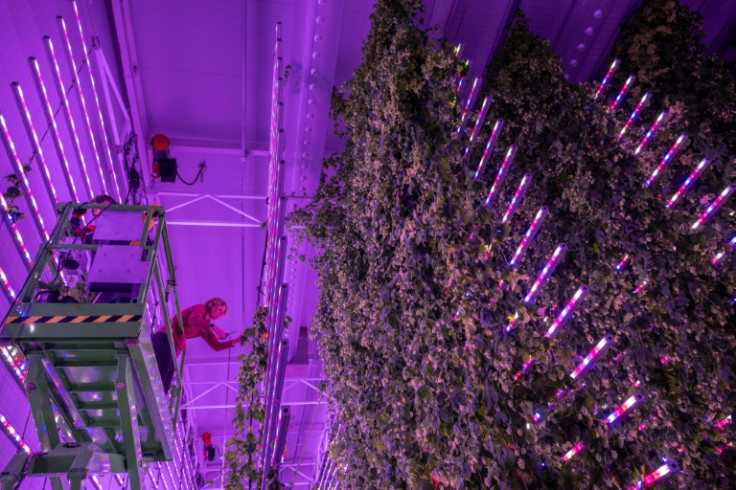 At its warehouse in Galicia, Spanish startup Ekonoke grows hops hydroponically, meticulously monitoring the lighting, temperature and nutrient levels inside the grow room