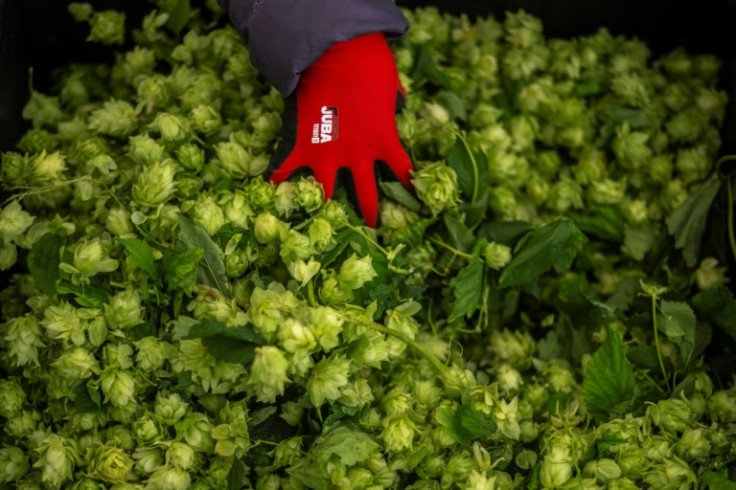 Indoor hops grown by Spanish startup Ekonoke reach maturity in just three months