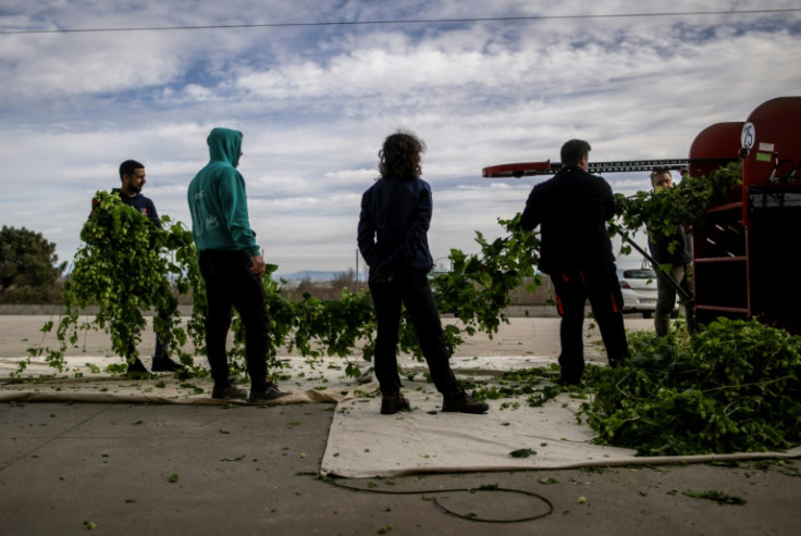 After being cut down, the huge hop bines are fed into a harvesting machine outside Ekonoke's warehouse in Galicia