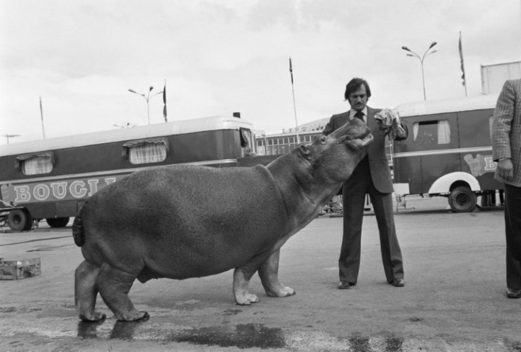 A hippopotamus at the Bouglione circus in the southern city of Nice in 1974