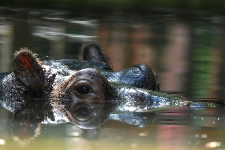 Hippopotamuses hail from sub-Saharan Africa