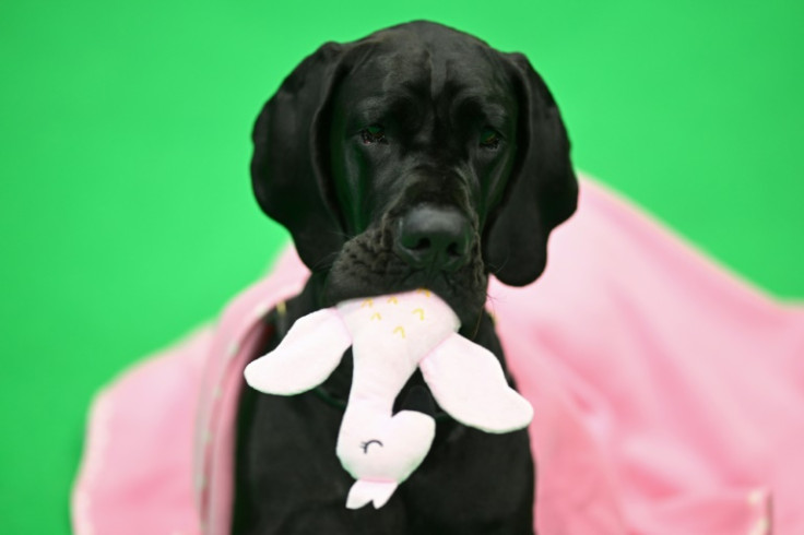 A Great Dane chews its soft toy on the third day of the Crufts dog show in Birmingham, central England, in March 2024