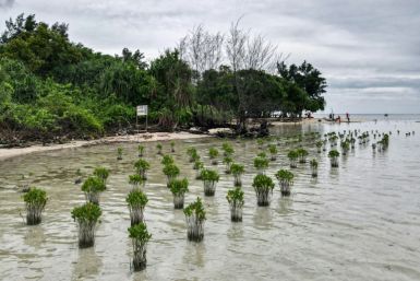 Mangrove trees planted in Pari island to slow erosion caused by rising sea levels