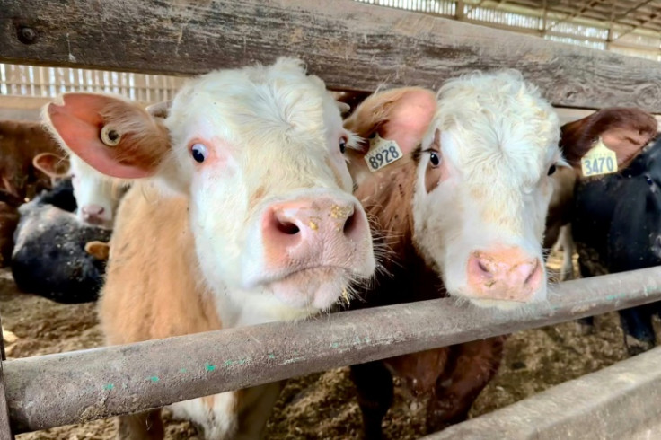 Beef cattle are pictured on a beef farm in Saint-Anicet, Quebec, Canada on March 22, 2024