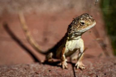 This year scientists counted just 11 grassland earless dragons in the wild, a marked decline