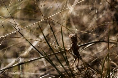 There are several breeding programmes under way to save the earless dragon, including one on the outskirts of Canberra