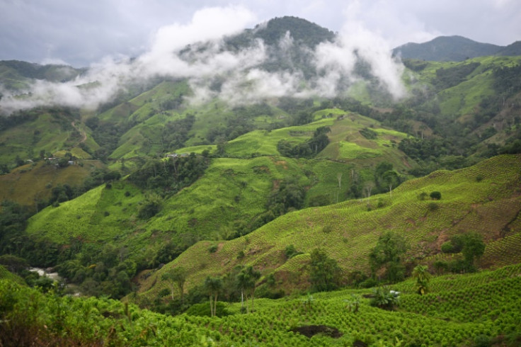 Bright green coca plantations blanket the mountainsides of the narrow Micay canyon, the heartland of Colombia's holdout guerrillas who rule their fiefdom like a mini state