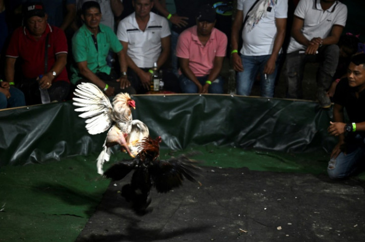 AFP witnessed a well-lubricated party on the main square of the town, including cock fights, and a deafening performance by DJ "Smurf"