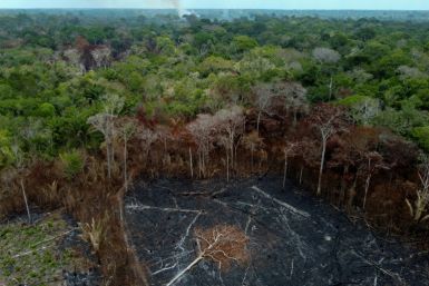 The world lost 10 football fields of old-growth tropical forest every minute in 2023, according to new data by the World Resources Institute and the University of Maryland