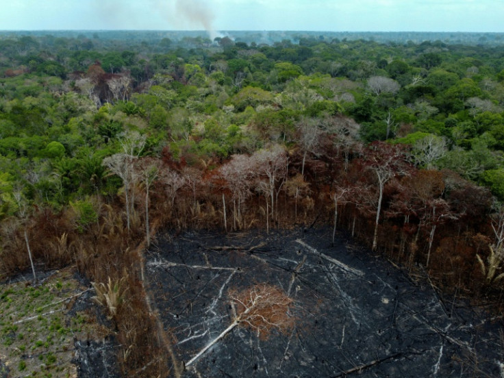 The world lost 10 football fields of old-growth tropical forest every minute in 2023, according to new data by the World Resources Institute and the University of Maryland