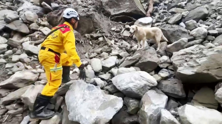 Roger the rescue dog, an eight-year-old labrador, assists Taiwanese rescuers in finding a victim of last week's massive earthquake