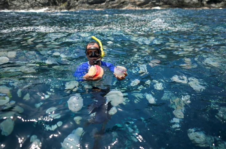 Joxmer Scott-Frias, researcher at the Institute of Zoology and Tropical Ecology of the Central University of Venezuela, swims among cannonball jellyfish