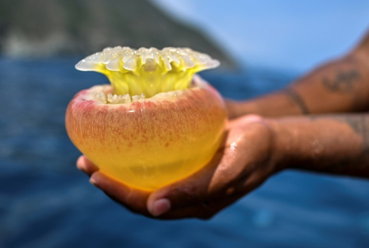 Fisherman Kevin Bolivar shows a cannonball jellyfish (Stomolophus meleagris) off the coast of Chuao, Aragua State, Venezuela, on April 5, 2024