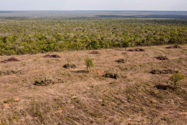 Aerial image showing the destruction of native vegetation in the Cerrado savanna in Sao Desiderio, Brazil