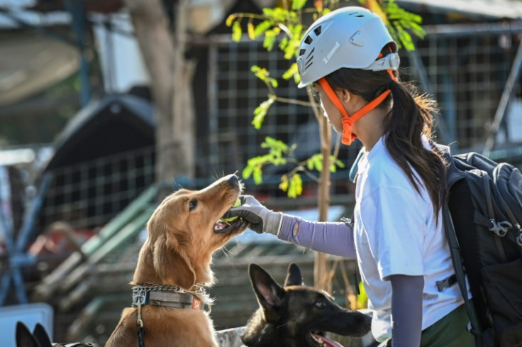 Dogs have to complete at least 12 training sessions before they can be deployed in real-life disaster response operations