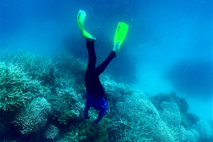 This picture taken on March 7, 2022 shows a diver swimming amongst the coral on the Great Barrier Reef, off Australia's coast -- the reef is now under threat from record ocean heat