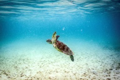 A green turtle swims at Lizard Island on the Great Barrier Reef