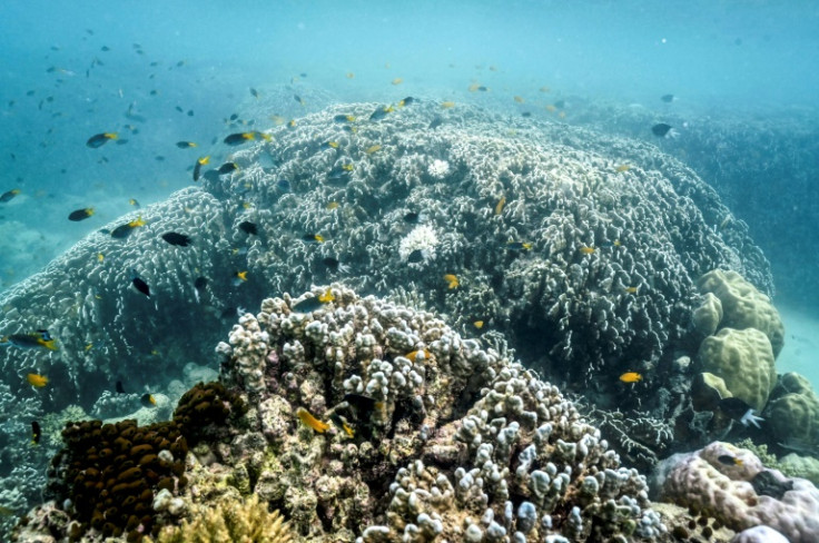 Mass bleaching events along the reef occurred in 1998, 2002, 2016, 2017, 2020, 2022 and now 2024