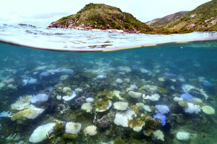 Australia's Great Barrier Reef Struggles To Survive