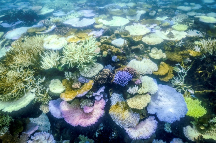 Coral bleaching occurs when water temperatures rise more than one degree Celsius (33.8 degrees Fahrenheit)