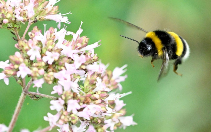 Researchers said more studies need to be done on whether other bumblebee species have a similiar trait