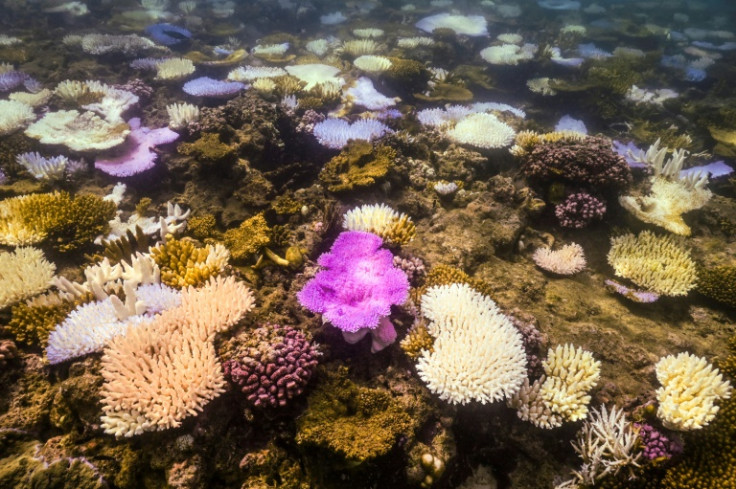 An AFP team saw bleached and dead coral around Lizard Island on the Great Barrier Reef during a recent visit