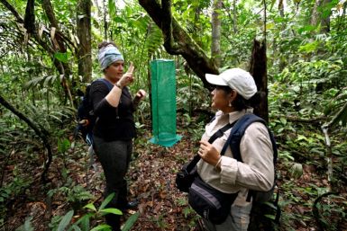 The butterfly traps are made of green nets that blend in with the forest canopy