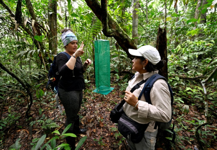 The butterfly traps are made of green nets that blend in with the forest canopy