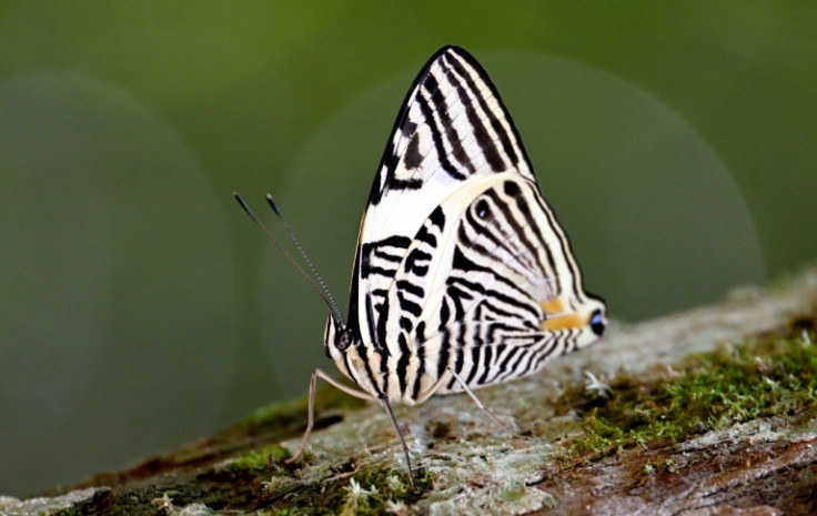 About three-quarters of crops producing fruits or seeds for human consumption depend on pollination, including from butterflies