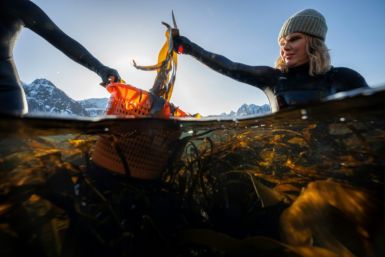 Lofoten Seaweed co-founder Angelita Eriksen picks kelp from the icy Norwegian waters