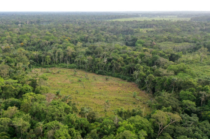 Forest loss in the Colombian Amazon accelerated by about 40 percent year-on-year in the last quarter of 2023 and in the first quarter of 2024