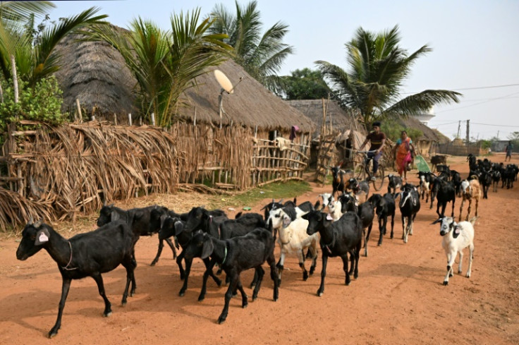 Villagers lead their cattle to graze at a resettlement colony for people from the coastal village of Satabhaya