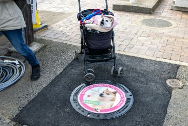 Kabosu, best known as the face of cryptocurrency Dogecoin, sits in front of a manhole cover featuring her image in the city of Sakura, Japan