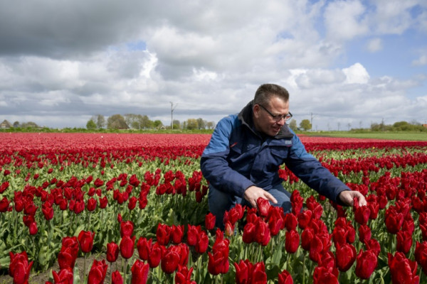 Arjan Smit is a third generation tulip farmer