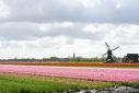 Dutch tulip farmers are worried about Brexit