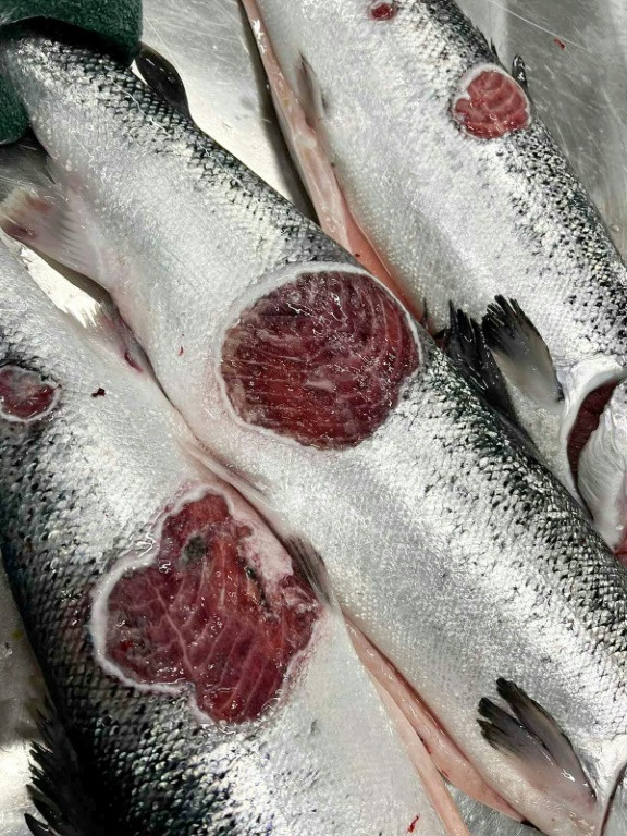 Low-quality salmon can only be exported if they are turned into a form such as fillets