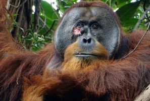 Rakus, an adult male orangutan, is seen with a facial wound that he appeared to treat with medicinal plants in this photo taken June 23, 2022 in Indonesia's Gunung Leuser National Park