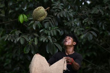 Among Thailand's most famous and lucrative exports, the pungent durian has been farmed in the kingdom for hundreds of years