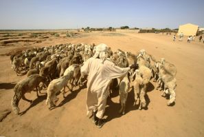 In September, 2016, a man herds his sheep in Abu Shouk camp for internally displaced people near North Darfur's state capital El-Fasher -- eyewitnesses report fighting 'is now inside' the camp