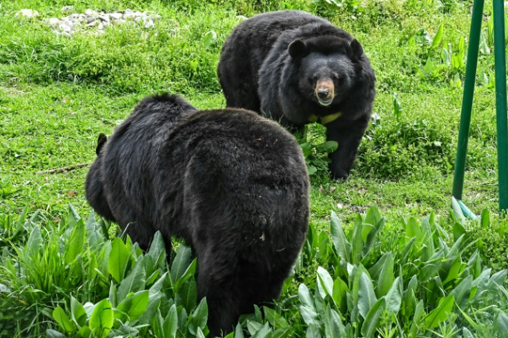 Many women have said on social media that they would rather be approached by a bear in the woods rather than a random man