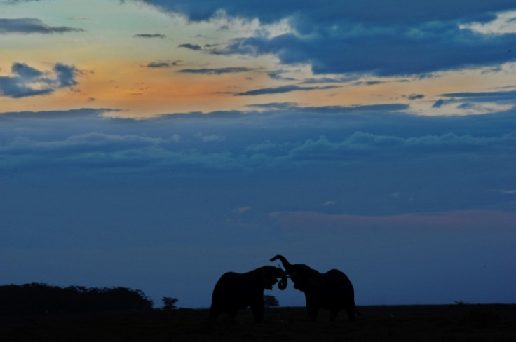 Found you: Elephants are more likely to use each other's names over long distances