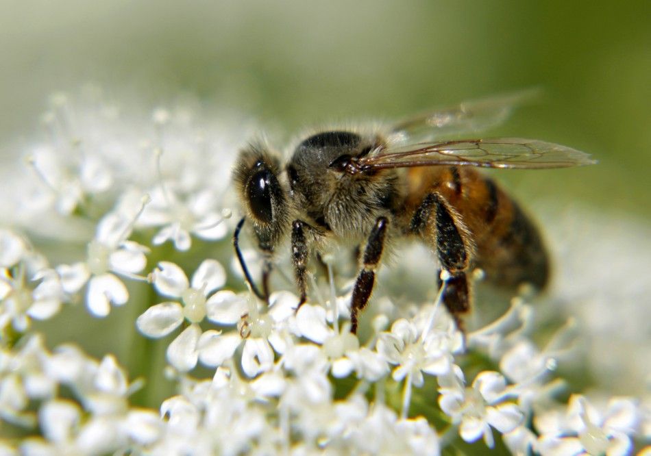 Angry Bees Plague California Community 